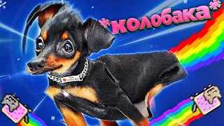 Я РЖАЛ ПОЛ ЧАСА - КОЛОБАКА NYAN CAT / ЛУЧШИЕ ПРИКОЛЫ МЕМЫ 2020 ИЮЛЬ / ТЕСТ НА ПСИХИКУ / VINE COUB