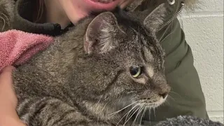 'Miracle Cat' found alive among the rubble of Cleveland home destroyed by arson