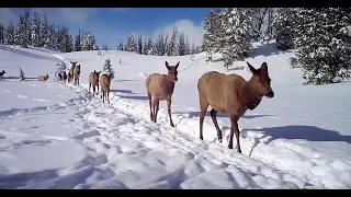 On the Elk Trail - Full Series | Amazing Yellowstone Migrations