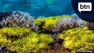 Pt 1: Great Barrier Reef Solutions - Behind the News