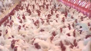 Highly Contagious Bird Flu Detected in 15 States