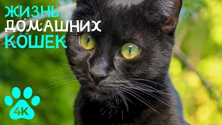 Самые милые и смешные питомцы - Жизнь кошек - Документальное видео о домашних животных