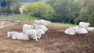 Chianina, razza regina (ma non solo per i tagli nobili)