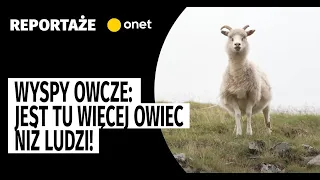 Wyspy Owcze: jest tu więcej owiec niż ludzi! | OnetNews