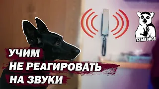 Как отучить собаку лаять дома/ Трюки с собакой/ #Shorts