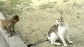 Cat and monkey playing