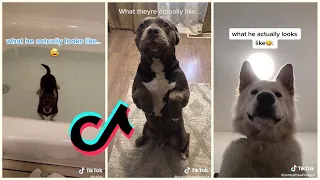 What I thought my dog would be like [TIkTok Compilation]