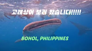 아이와 함께한 3박4일 보홀여행 Ep.2 /고래상어/레드크랩/사우스팜 수영장/