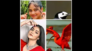 Mohor VS Bird's Who Is Best??🖤🖤 Part - 2