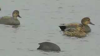 Gadwall Courtship Displays