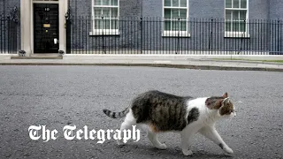 Larry the cat chases off fox outside No 10 downing street