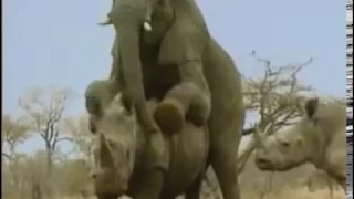 Слон на носороге
