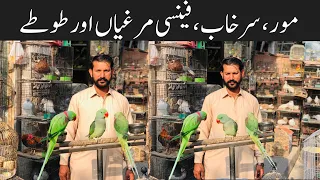 Fancy Hens,Turkey Birds,Fancy Pigeons and Talking Parrot | College Road Birds Market Rawalpindi