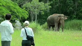 Khao Yai National park Wild Elephant Thailand.