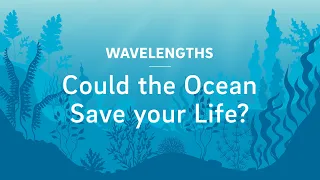 Could the Ocean Save your Life?