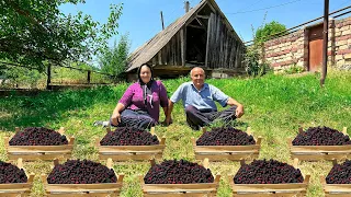 Harvesting Fresh Blackberries and Making Jam, Drink and Cake in the Village!