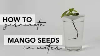 how to germinate a mango seed