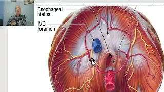 Anatomy of posterior abdominal wall in Arabic 2023, 1 (Diaphragm, part 1) , by Wahdan