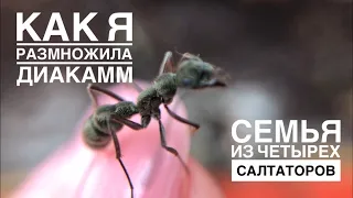 Как я размножила диакамм и эксперимент с салтаторами. #муравушка #сальтатор #диакаммы