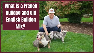 What is a French Bulldog and Old English Bulldog Mix? Meet Woodland Frenchies Sires and Damns