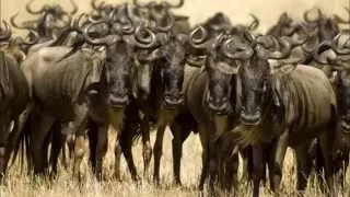 Amazing Facts About Wildebeests