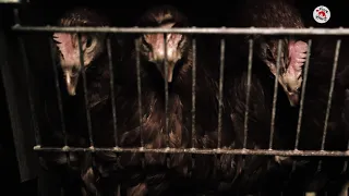 It is time to #EndTheCageAge in Europe NOW | FOUR PAWS | www.four-paws.org