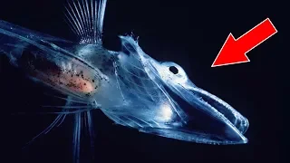 11 ANIMAIS TRANSPARENTES QUE SÃO ÚNICOS NO MUNDO