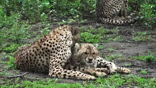 Cheetahs in the rain