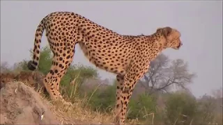 CHEETAH with 3 cubs