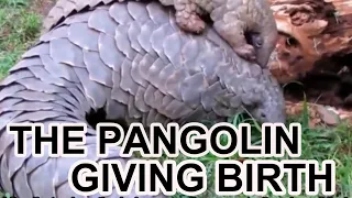 The pangolin in front of me is giving birth.At the very beginning of life