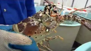 Dying Lobsters - Science Nation