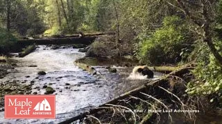 Epic Spirit Bear / Black Bear Take-down: Wildlife in the Great Bear Rainforest