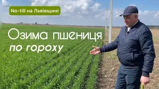 Озима пшениця навесні, попередник - горох