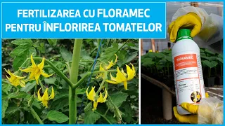 Fertilizarea cu Floramec pentru Înflorirea Tomatelor | Ferma Marcoser