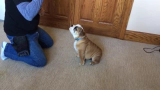 English Bulldog Puppy Early Obedience Training by Master Trainer David Harris