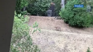 CA woman records standoff between mountain lion and coyotes in her backyard | ABC7