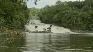 Amazonas