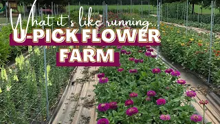 What It's Like Operating as a U-Pick Flower Farm! How We Host You-Pick Flower Events!