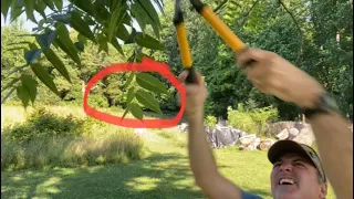 He Puts The Camera In A Tree And Then Pushes Record Watch What Happens After He Clears The View!