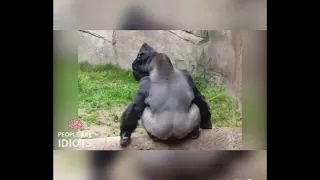 Gorilla Picking His Ass