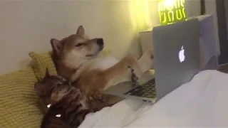 Doge and Cate are watching an footage