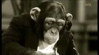 chimpanzee smoking a pipe and drinking beer!