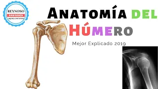 Anatomía del Húmero  Mejor Explicado (2019)