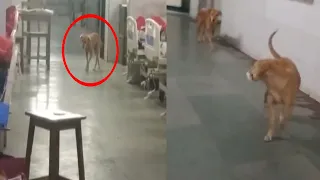 Video Of Stray Dogs Roaming At Government Medical College And Hospital, Nagpur - Sakshi Post