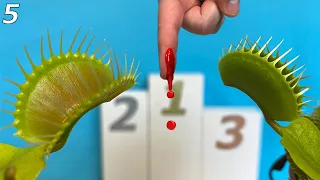 The Worlds Biggest Venus Flytraps Compete for a Drop of Blood - Event 5