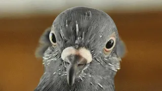 Dad gives a pigeon to his son. Then here's what happened to the pigeon.