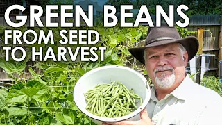 How to Grow Green Beans, Seed to Harvest || Black Gumbo