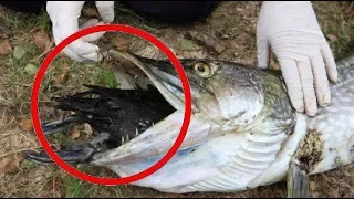 5 видео НАПАДЕНИЕ щук на утят Атака щуки. Рыбалка на щуку, ловля щуки 2019