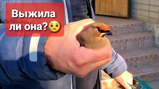 Птица ударилась об забор и травмировалась😥 Валера подобрал!