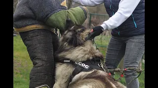 9 dogs from the kennel Lištička (CCOC) during training (obedience and protection)